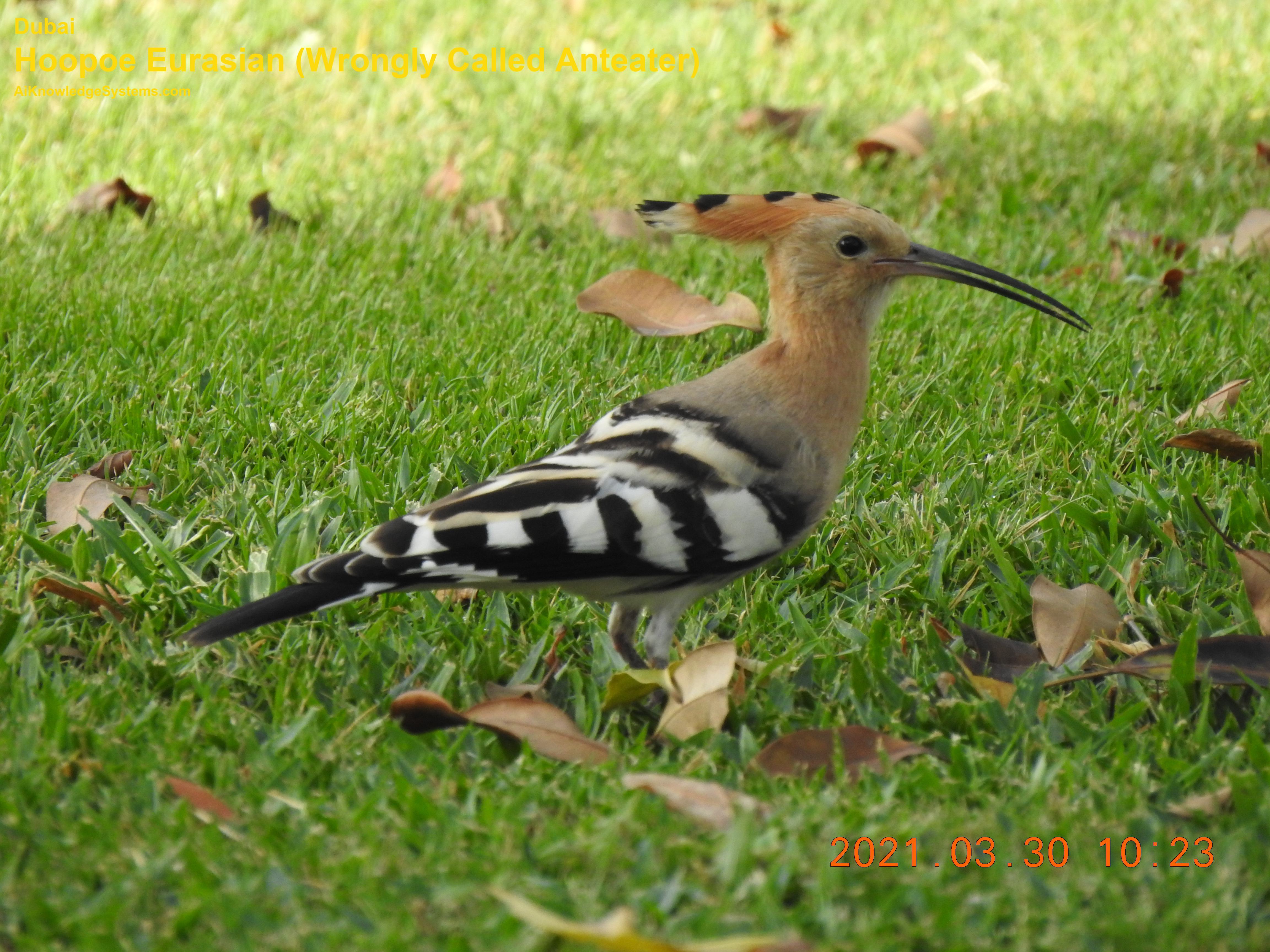 Hoopoe Eurasian (25) Coming Soon